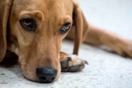 Upstate kennel owner arrested after dead dogs found: GCSO