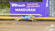 Rusty Rocket races to two wins in as many starts to serve notice to greyhound rivals