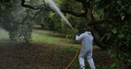 México prohíbe uso de 35 plaguicidas ‘altamente peligrosos’: ¿En qué alimentos son utilizados?