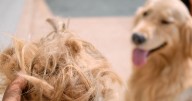 Why is my dog shedding and should I be worried? 3 expert tips for moulting season