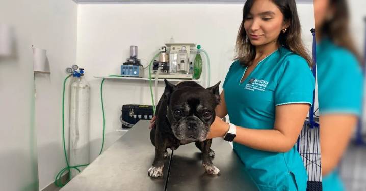 Un “sueño cumplido”: nace en Armenia la clínica veterinaria UGC +Pet Lover, un espacio que une la academia y el bienestar animal