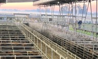 Vacunos. Demanda distendida y precios con altibajos en el Mercado Agroganadero de Cañuelas