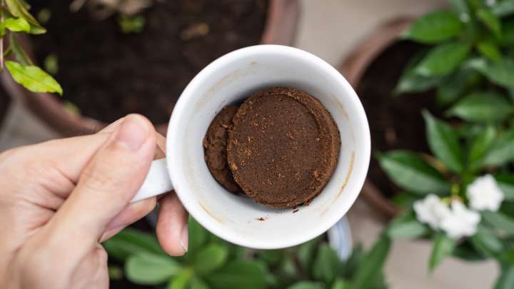 Can You Safely Fertilize Sunflowers With Used Coffee Grounds, Or Is It Best To Skip?