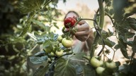 Enhance Your Garden Tomatoes With A Fresh-Smelling, Flowering Companion