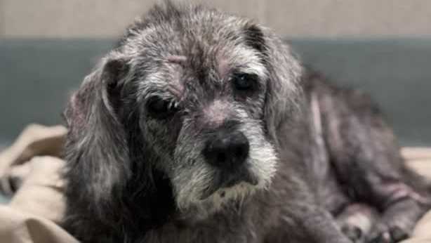 New Orleans animal shelter desperate for fosters