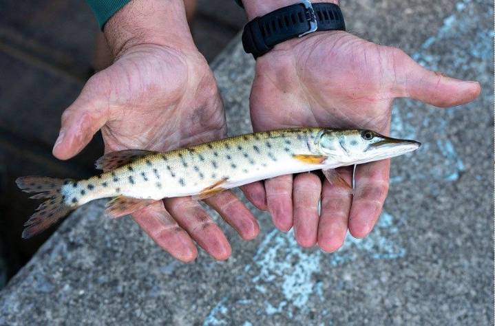ODNR to stock Lake Milton with 'predatory' game fish