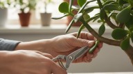 Ni a la semana ni al mes: cuándo recomiendan podar el árbol de jade y por qué
