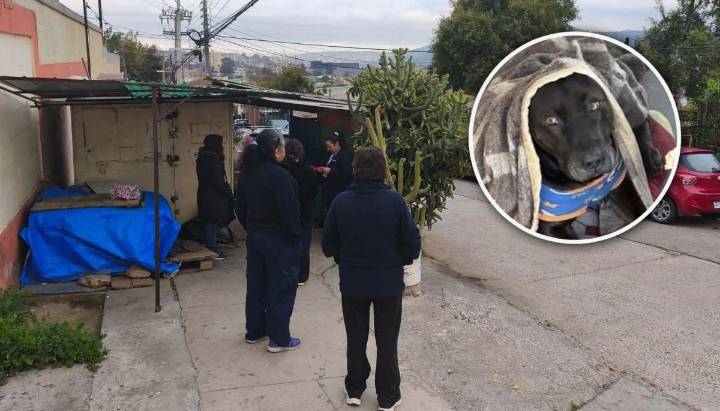 Funcionario de la PDI habría disparado y matado a perro callejero en Quilpué: hecho está siendo investigado