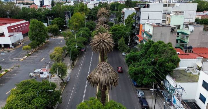 CDMX tiene 9,000 palmeras enfermas; inicia su sustitución por árboles