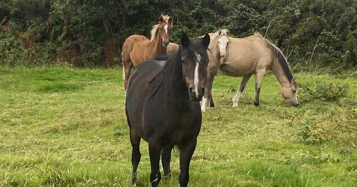 Pony rescued after ‘freak’ fall into ditch