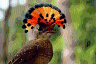 Tropical bird numbers plummet due to more days of extreme heat, study finds