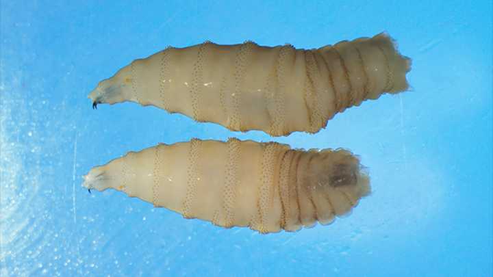 California health officials warn about flesh-eating parasite that can infest humans