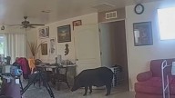 WATCH: Bodycam footage shows boar charging at deputies after breaking into home in Lee County