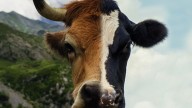 Ganaderos de Asturias cruzan dos razas autóctonas de vaca para mejorar su rendimiento