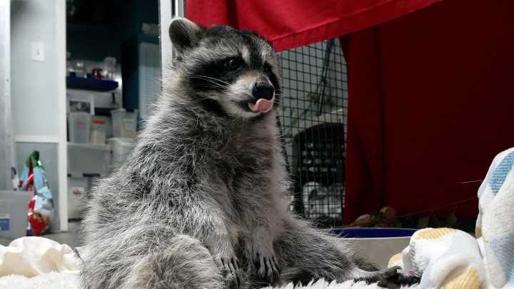 Walden's Puddle employee talks about caring for wildlife