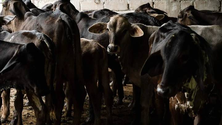 Exportaciones de ganado a EU se reanudan en noviembre, reafirma Sheinbaum