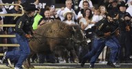 Colorado's live mascot Ralphie VII makes her debut at Folsom Field in front of cheering crowd