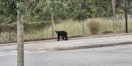 2 new bear sightings reported near Aiken County schools