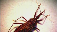 Arkansans react to the spread of the 'kissing bug' disease