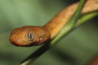 Serpiente invasora que llegó oculta en un cargamento causa apagones masivos en esta isla de Estados Unidos y ha llevado a la extinción a aves y lagartijas