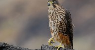 A raptor with no qualms about eating its opponents wins New Zealand's annual bird election |