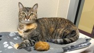 Why Josidana The Tortoiseshell Cat Is This Week's Pet Star