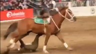 Video | Carabinero sufre grave caída desde un caballo durante una presentación en el Parque Padre Hurtado