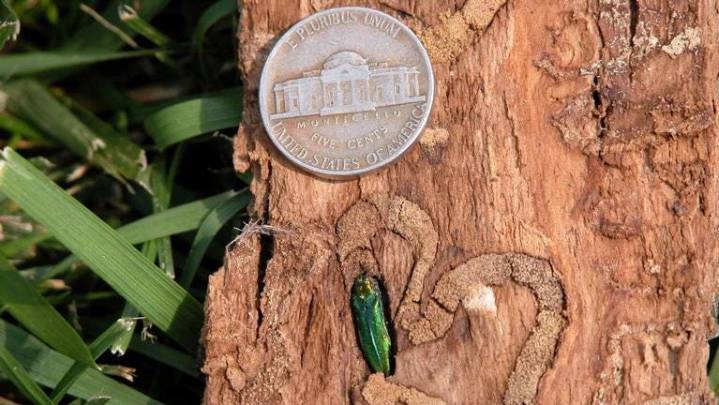Deadly emerald ash borer found at 6 new sites in Oregon
