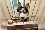 Tears at What Dog in Shelter 500 Days Does as Woman Walks Past His Kennel