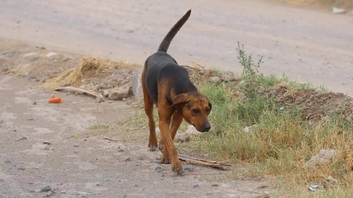 Policías arrollaron a un par de perritos, uno murió, ya se inició un proceso legal