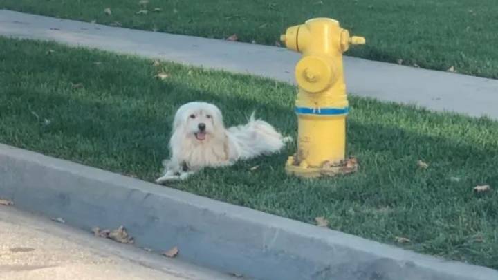 Loyal Pup In California Refuses To Leave The Spot Where He Was Left Behind