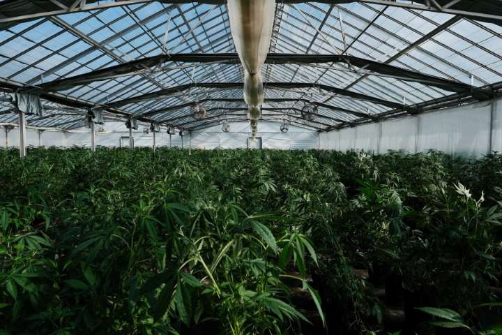 California authorities shut down nearly $30 million worth of illegal cannabis operations