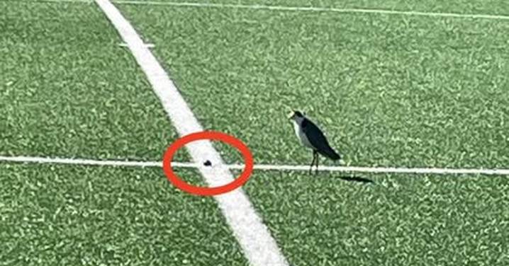 NSW council's mission to remove aggressive bird's nest from a football field