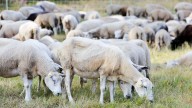 El Pacto de Estado frente a la Emergencia Climática se compromete a fomentar la ganadería extensiva y la agricultura regenerativa