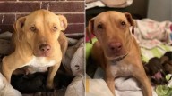 Texas Rescuer Who Saved A Stray Dog Was Rewarded With The Sweetest Surprise