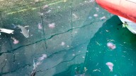 Medusas oceánicas invaden el litoral en A Coruña