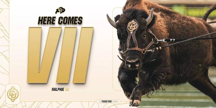 CU’s Ralphie VII to make debut at Saturday’s game against Wyoming