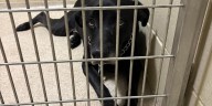 ‘Devastatingly overcrowded’ Mahoning County shelter takes in 78 lost dogs in 22 days