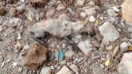 Denuncian maltrato animal en obra del Gobierno de Culiacán; casi entierran una perrita viva