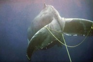 Whales getting entangled in lines, ropes in record numbers