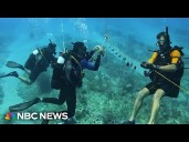IVF is helping coral reef restoration with a reproductive boost
