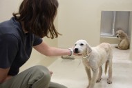 41 dogs rescued from neglectful conditions get a ‘new beginning’ at Oregon Humane Society