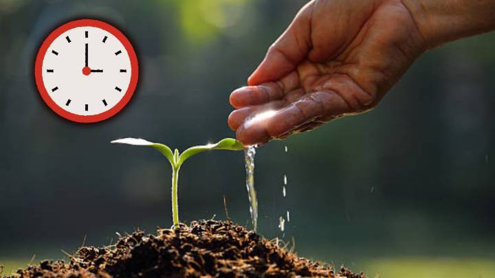 Esta es la mejor hora para regar tus plantas y evitar que se marchiten, según expertos en jardinería
