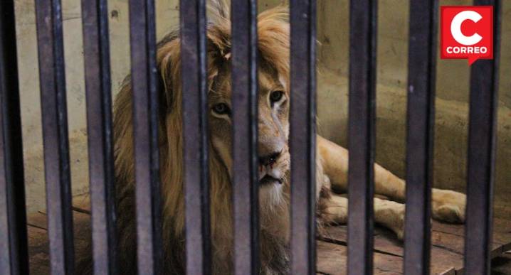 Regidora de Huancayo alerta falta de presupuesto para mejoras en el zoológico