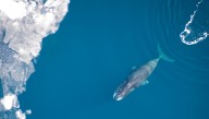 Bowhead Whales Are The Longest Living Mammals With Lifespans Up To 200 Years