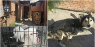 Rescatan 22 animales víctimas de maltrato en Ciudad Juárez, Fiscalía refuerza acciones para proteger a los ejemplares