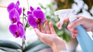 Cómo debes regar una orquídea en septiembre para tener una planta vigorosa en primavera
