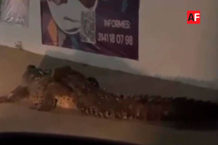 Avistan cocodrilo en avenida de Manzanillo; fue capturado en colegio particular