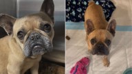 California Mama Dog Devastated After Losing Her Babies Finds Hope Again In The Sweetest Way