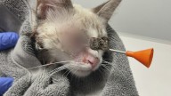 Kitten Shadow rescued in Rowlett after being shot with a dart